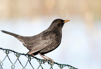 Common blackbird