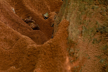 Ant  hill around the bottom of a tree