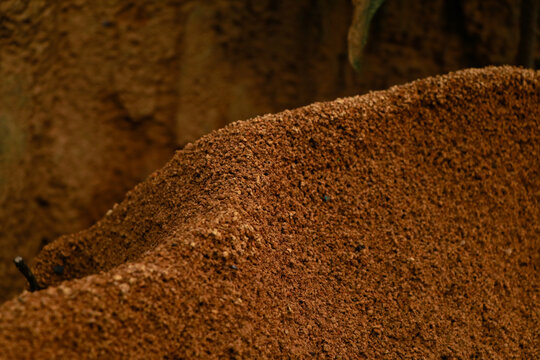 Ant  hill around the bottom of a tree
