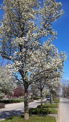 Spring alley with blooming white trees
