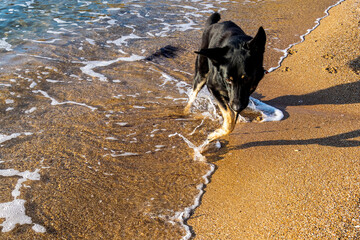 The black dog runs along the Sandy seashore.