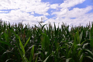 Young corn plants in a field. Maize or sweetcorn plants background. Cornfield texture. Agricultural  and farm concept. Soft focus, possible granularity.