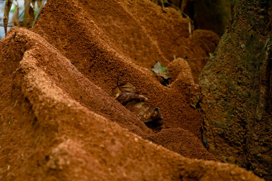 Ant  hill around the bottom of a tree