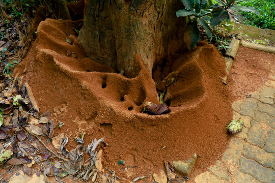 Ant  hill around the bottom of a tree