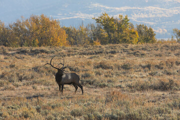 Fototapeta premium Bull Elk in the Fall Rut in Wyoming