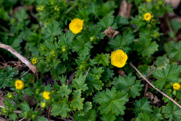 Yellow Buttercup Flower