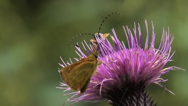 Rutpela maculata,Carterocephalus palaemon su cardo