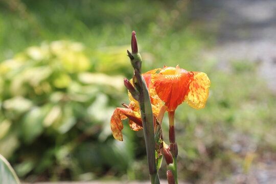 Canna Lily in the garden