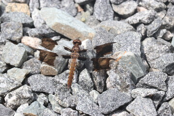 dragon fly on rocks