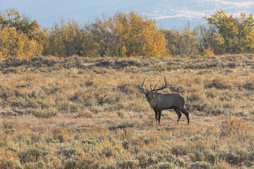 Bull Elk in the Fall Rut in Wyoming