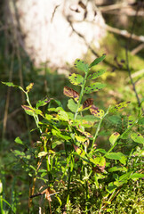 Brightly colored leaves of bog bilberry, Vaccinium uliginosum, against bright sunlight after rainfall