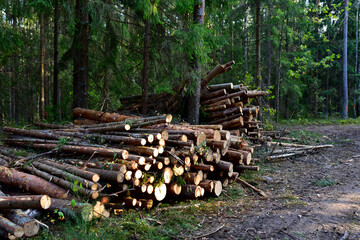 Piled pine tree logs  in forest. Stacks of cut wood. Out of focus, possible granularity, motion blur