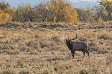 Naklejka na ściany i meble Bull Elk in the Fall Rut in Wyoming