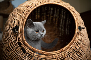 Fototapeta na wymiar curious blue gray british shorthair kitten resting inside of basket cat carrier looking out 