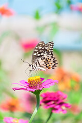 Fototapeta na wymiar Beautiful butterfly in flower garden
