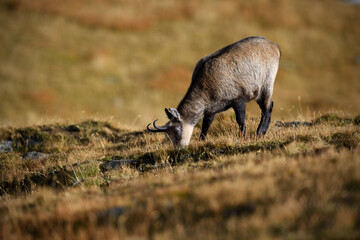 Chamois grazes in an autumn gold mountain meadow