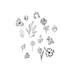 Graphic floral collection, hand draw, vector illustration