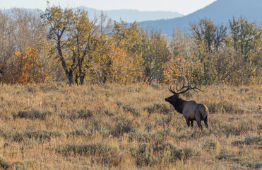 Bull Elk in the Fall Rut in Wyoming
