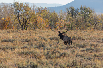 Fototapeta na wymiar Bull Elk in the Fall Rut in Wyoming