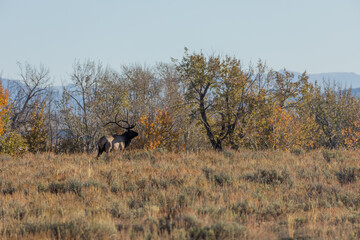 Obraz na płótnie Canvas Bull Elk in the Fall Rut in Wyoming