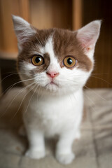 cute white cinnamon british shorthair kitten sitting on scratching post looking at camera