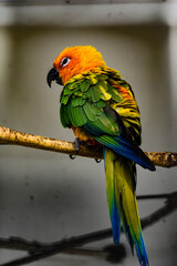 red and yellow macaw