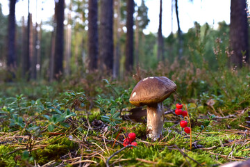 White mushroom in the forest against the background of green vegetation. Awesome boletus grows in wildlife. Porcini bolete mushrooms. Season for picked gourmet mushrooming.