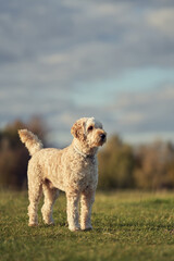 A young labradoodle having fun in the British countryside