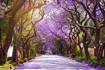 Fototapeta premium Jacaranda trees season in Johannesburg