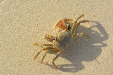 crab on the sand