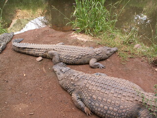 Crocodiles