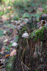 mushroom and moss on a tree. Mushrooms on an old stump