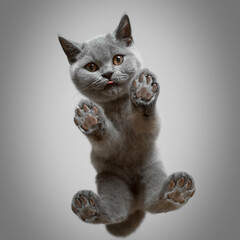bottom view of a cute gray british shorthair kitten standing on glass table looking down at camera...
