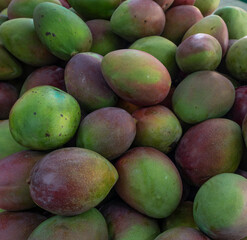 Photograph of ripe Keitt mangoes ready to sell  in the Valle del Cauca Colombia.