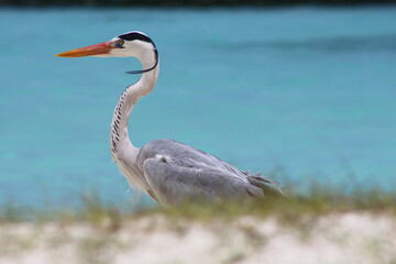 grey heron ardea cinerea