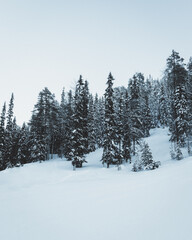Fototapeta na wymiar snow-covered forest