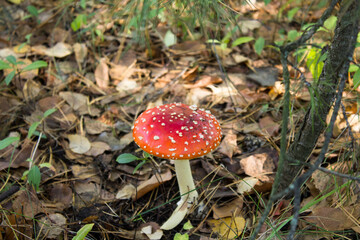 Closeup on fly agaric in autumn forest