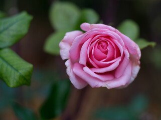 pink rose close up in the garden