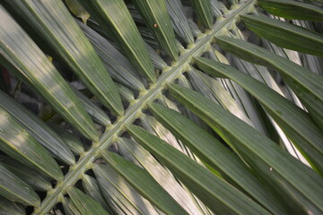 close up of palm leaf