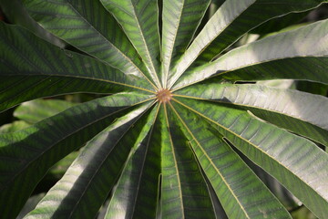 tree leaves wallpaper