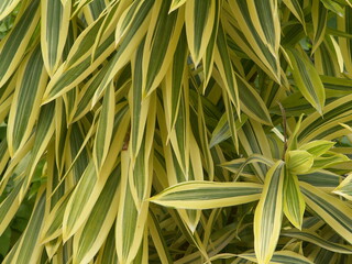 close up of leaves