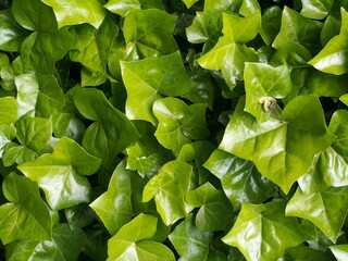 green leaves background