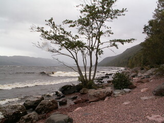tree on the shore of Loch Ness