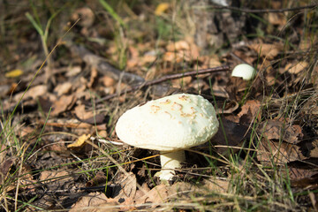 Closeup on inedible mushroom  in autumn forest