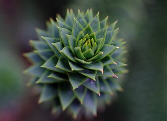 Naklejka na ściany i meble close up of a green spiky plant