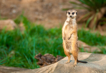 Meekat Standing Guard