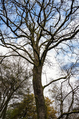 Trees, autumn sunlight, Parkhill, Lochwinnoch, Renfrewshire, Scotland, UK Colour