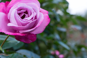 ピンク系の色のバラ