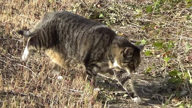 草が刈られた遊歩道の端を歩いて近付いて来るトラ猫　フォロー撮影