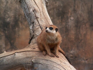 meerkat on guard